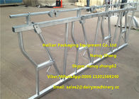 3mm Thickness Dairy Farms Cattle Headlock For Cows With 4 Dairy Cows Locking