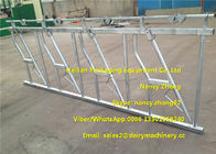 3mm Thickness Dairy Farms Cattle Headlock For Cows With 4 Dairy Cows Locking