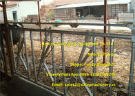 Farm Customized Cow Headlock / Cattle Feeding Panels Hot Dip Galvanizing Pipe