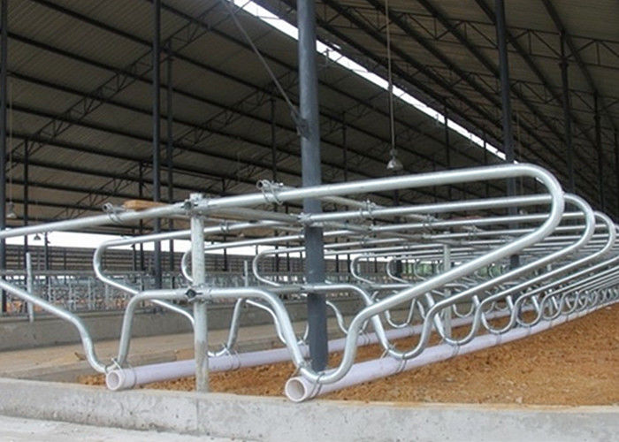 Hot - Galvanized Single Row Type Steel Pipe Clamp Cow Free Stall For Young Cow