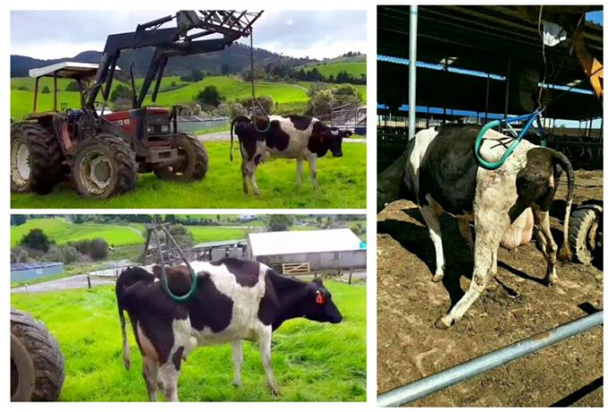 Cow hip lifter, rear hip lift, hip lifting cow bar , cow harness for