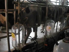 Herringbone Milking Parlor with Glass Milk Meter