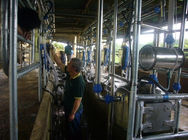 Automatic Milking Flow Meter Herringbone Milking Parlor for Dairy Farm