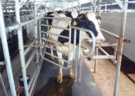 Endure Moderate Milking Machine Spares Rubber Mat For Cows Standing