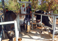 High Efficiency Portable Milking Equipment Single Bucket Milking Machine
