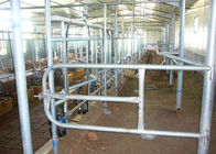 Automatic High Configuration Milking Processing Parlour with ACR System