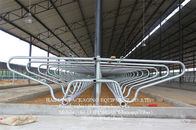 Single Row Type Cow Milking Stall With Hot Galvanized Steel Pipe