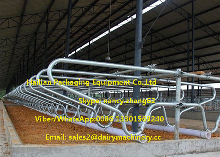 Cow Farm Customized Dairy Free Stalls Equipment With Heavy Duty Pipe / Tube