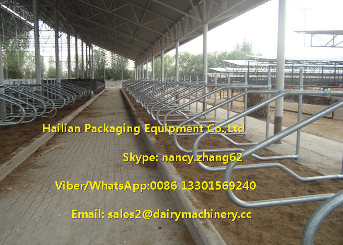 Single Row Type Milking Cow Free Stall , 3mm Thickness Hot Galvanizing Tube
