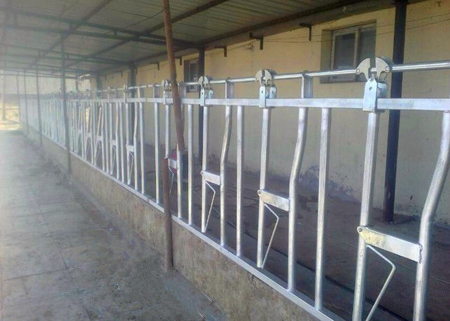 Customized Dairy Farm Cow Head Lock For Weaning / Lactating / Dry Calf
