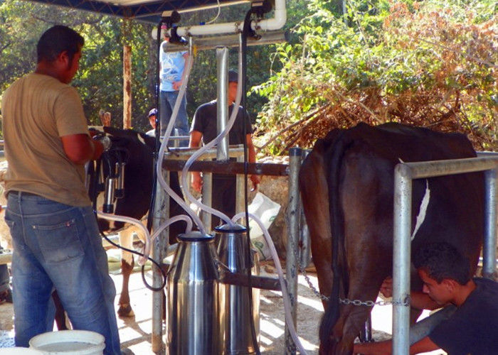 Small Aluminum Bucket Mobile Milking Machine For Milking Cows , Sheep